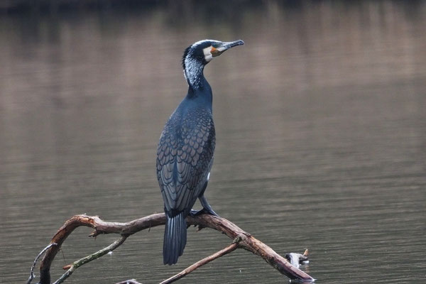Kormoran (Phalacrocorax carbo)