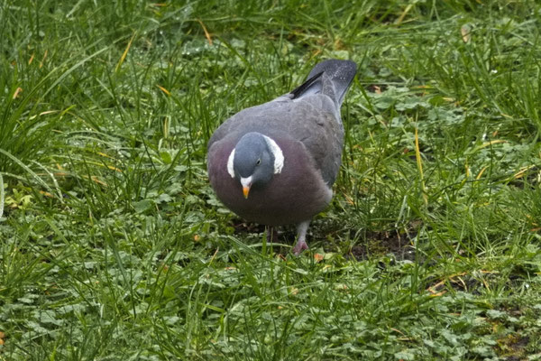 Ringeltaube (Columba palumbus)