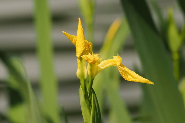 Sumpf-Schwertlilie (Iris pseudacorus) 