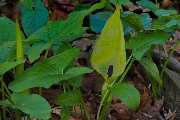 Gefleckterr Aronstab (Arum maculatum)