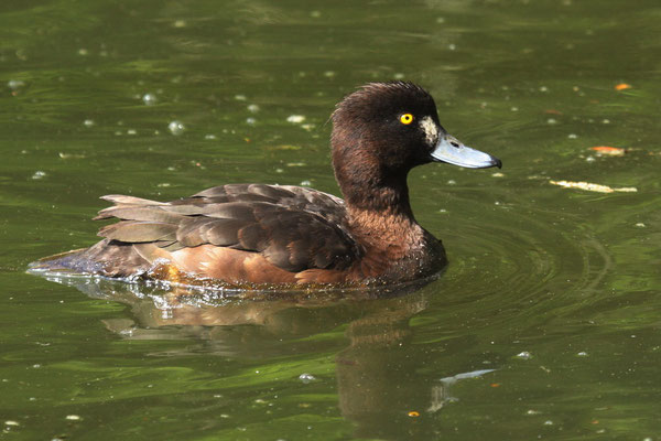 Reiherente (Aythya fuligula)