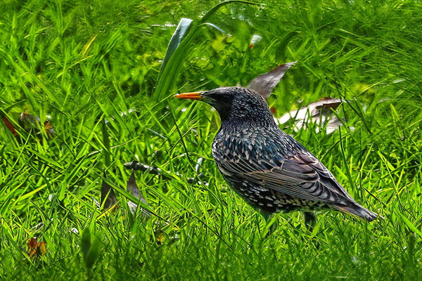 Star (Sturnus vulgaris)