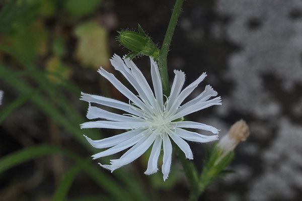 Weiße Wegwarte (Cichorium intybus)