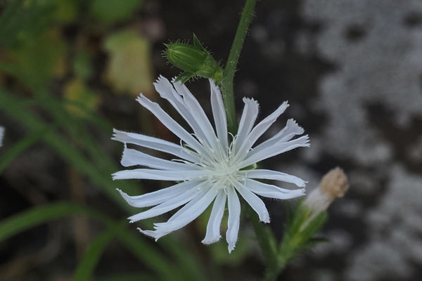 Weiße Wegwarte (Cichorium intybus)