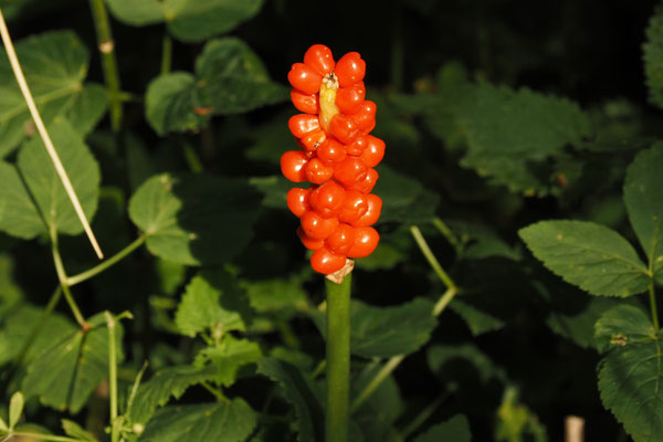 Gefleckterr Aronstab (Arum maculatum) Frucht