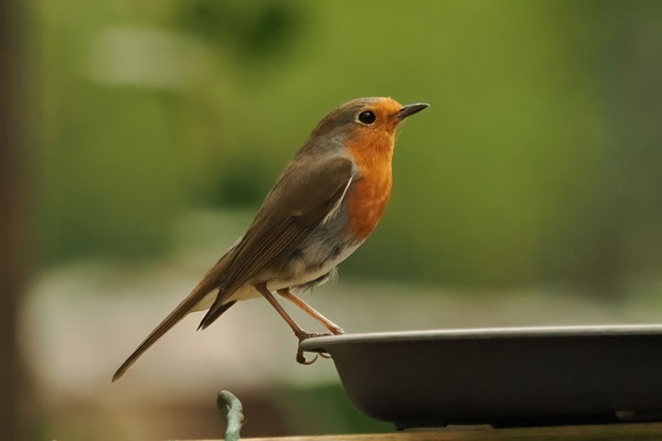  Rotkehlchen (Erithacus rubecula)