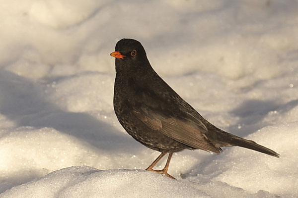 Amsel (Turdus merula)