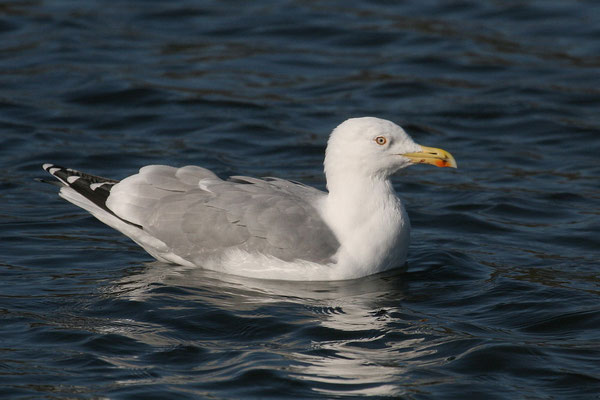 Silbermöwe (Larus argentatus)