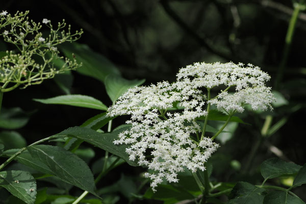 Holunder (Sambucus)