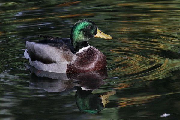 Stockente (Anas platyrhynchos)