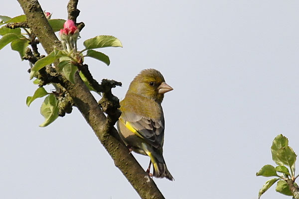 Grünfink  (Chloris chloris)