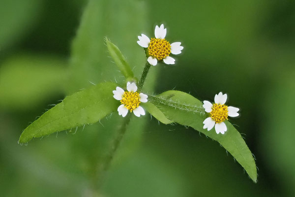 Franzosenkraut (Galinsoga parviflora)