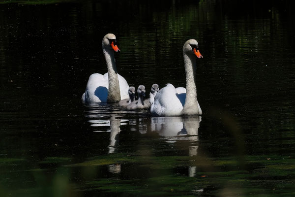 Höckerschwan (Cygnus olor)