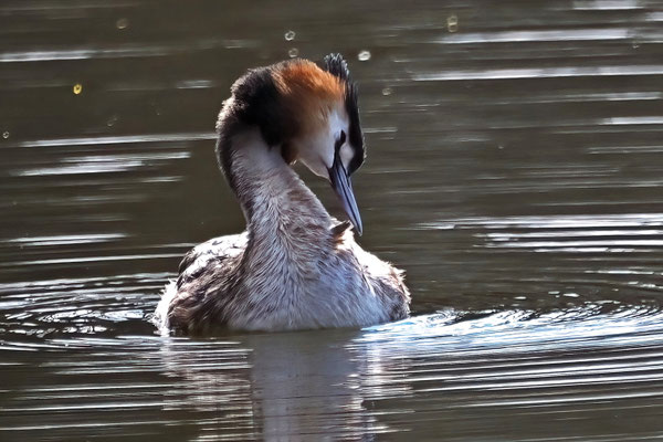 Haubentaucher (Podiceps cristatus)