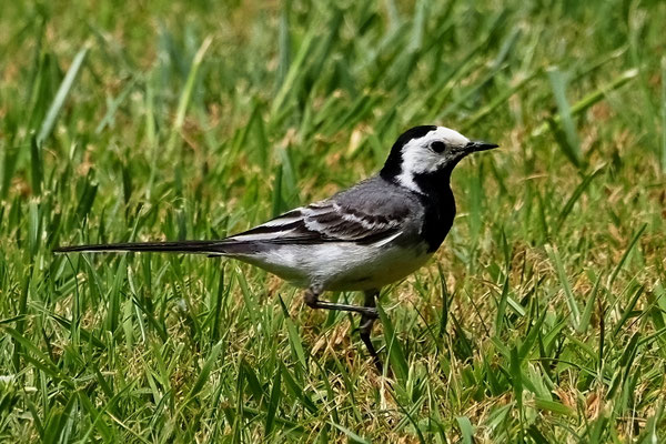 Bachstelze (Motacilla alba)
