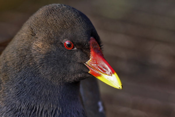 Teichralle Portrait (Gallinula chloropus)  Männchen