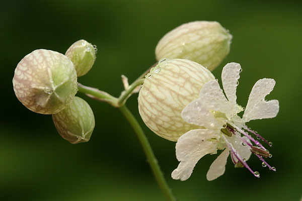 Taubenkropf-Leimkraut (Silene vulgaris)