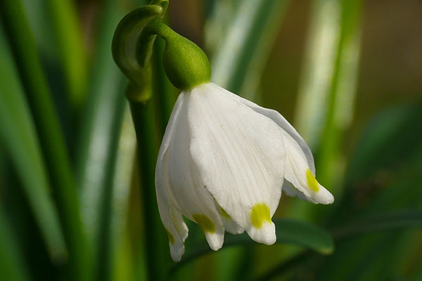 Märzenbecher, Leucojum vernum 1