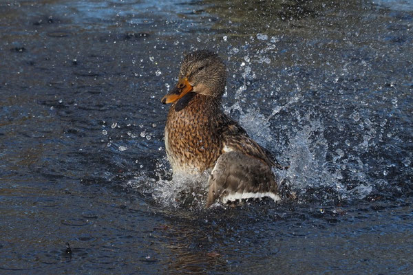 Stockente (Anas platyrhynchos)