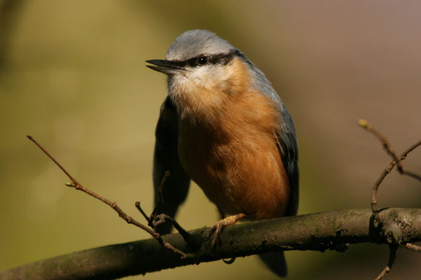 Kleiber (Sitta europaea)