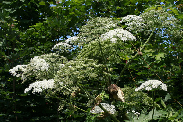 Riesen-Bärenklau (Heracleum mantegazzianum)