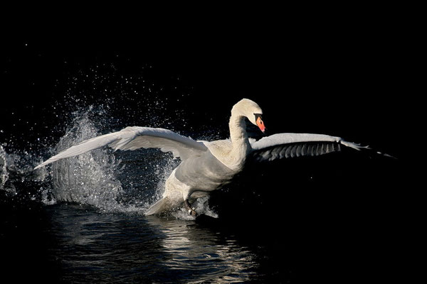 Höckerschwan (Cygnus olor)