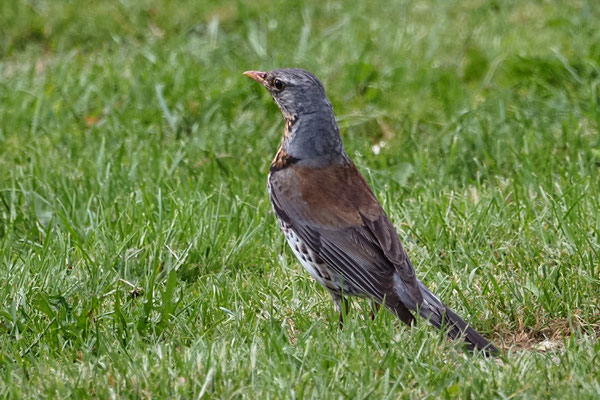 Wacholderdrossel (Turdus pilaris) 