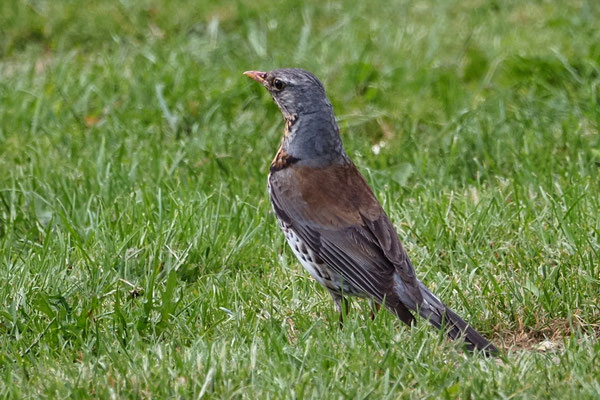 Wacholderdrossel (Turdus pilaris) 