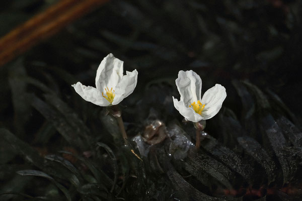 Wasserpest (Egeria densa)