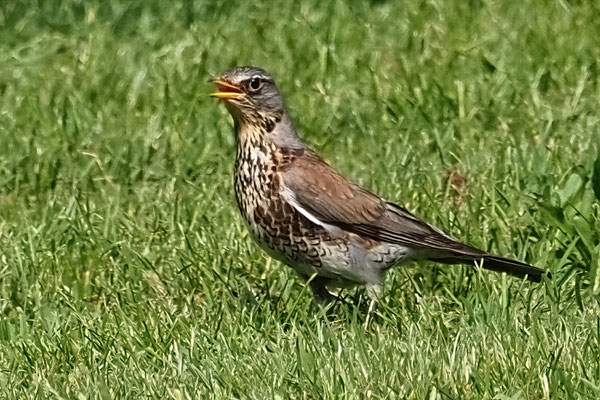 Wacholderdrossel (Turdus pilaris) 