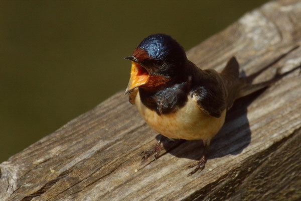 Rauchschwalbe (Hirundo rustica)