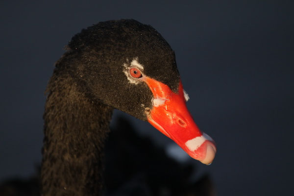 Trauerschwan (Cygnus atratus)