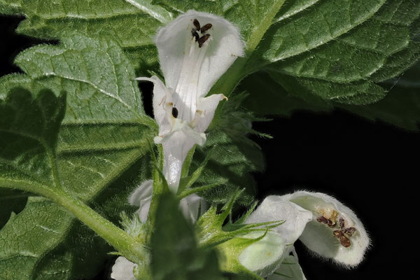 Weiße Taubnessel (Lamium album) 