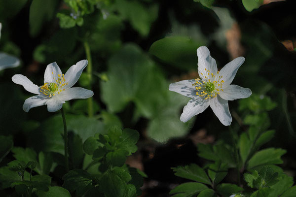 Buschwindröschen  (Anemone nemorosa) 