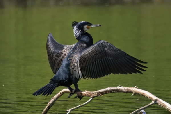 Kormoran (Phalacrocorax carbo)