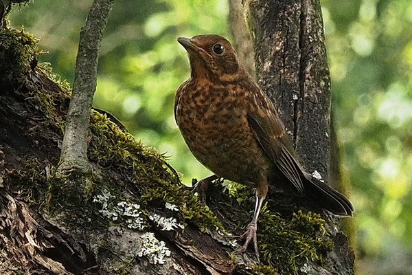Amsel (Turdus merula)