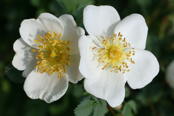 Rispen-Rose (Rosa multiflora) 