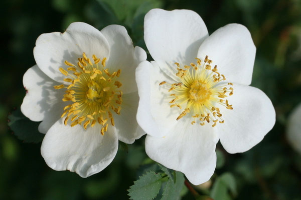 Rispen-Rose (Rosa multiflora) 