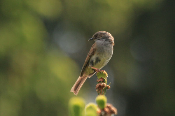 Heckenbraunelle (Prunella modularis)