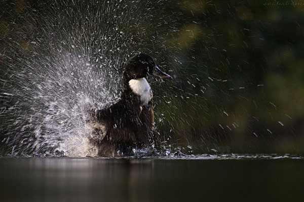 Stockente (Anas platyrhynchos)