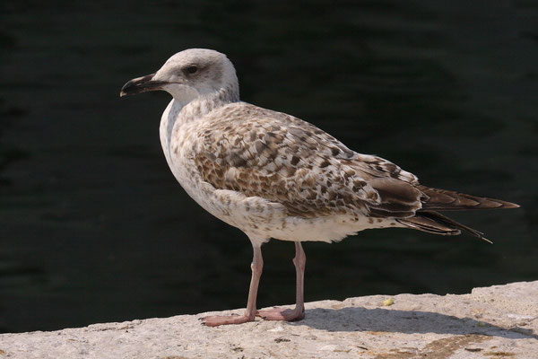 Mittelmeermöwe (Larus michahellis)