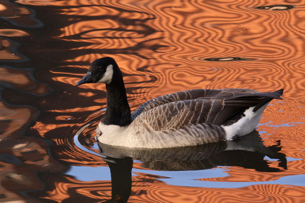 Kanadagans (Branta canadensis)