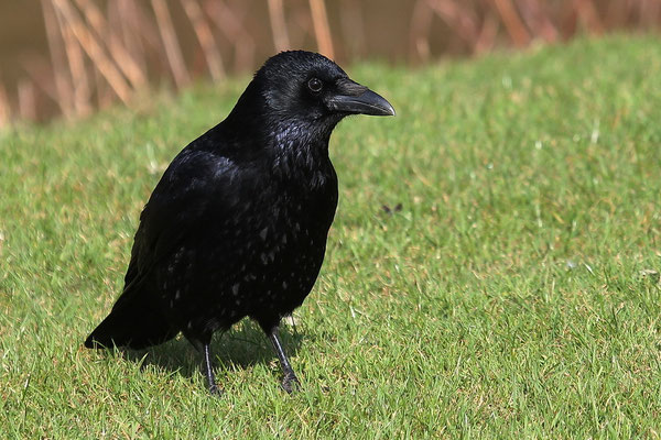 Rabenkrähe (Corvus corone corone)