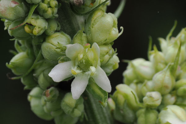  Mehlige Königskerze (Verbascum lychnitis)