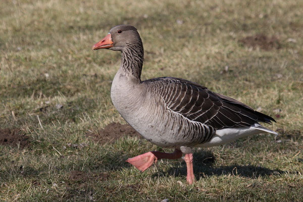 Graugans (Anser anser)