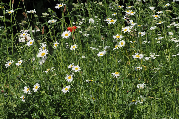 Magerwiesen-Margerite (Leucanthemum vulgare)