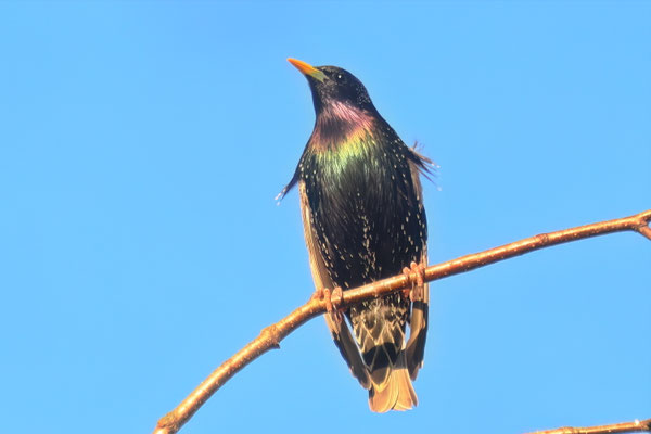 Star (Sturnus vulgaris)