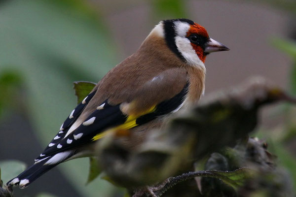 Stieglitz (Carduelis carduelis)