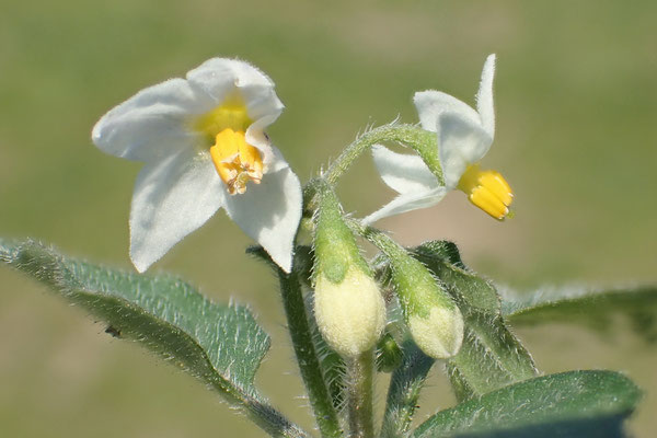 Schwarzer Nachtschatten (Solanum nigrum)