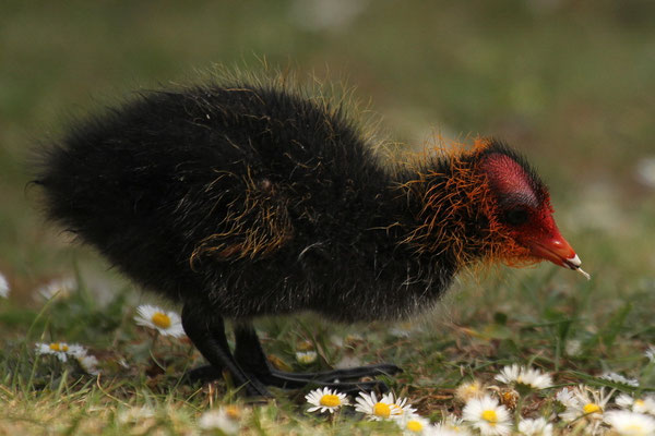 Blässhuhn (Fulica atra)